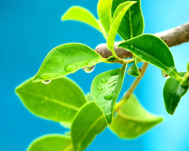 green leaves with water droplets