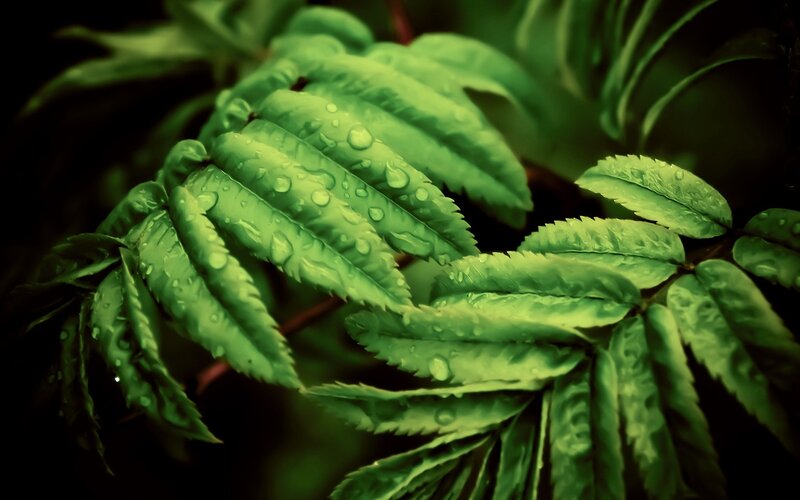 Green leaves with water droplets