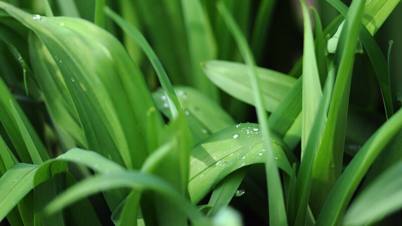 green leaves with water droplets