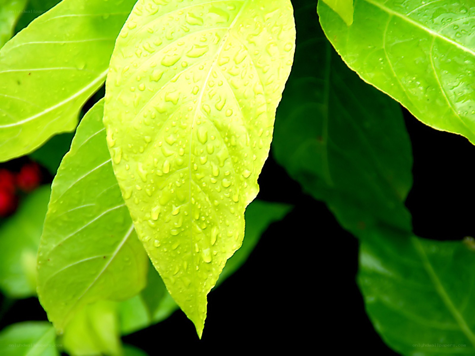 green leaves with water droplets