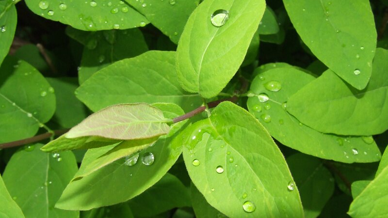 green leaves with water droplets