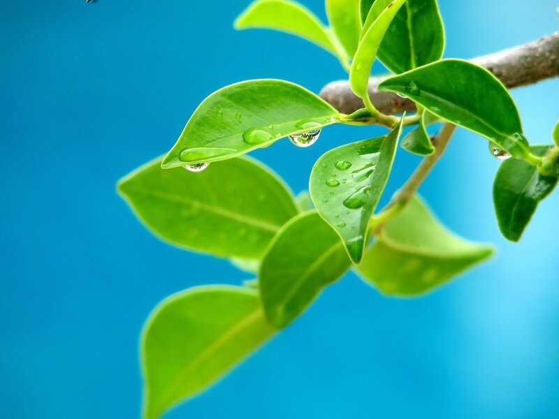 Green leaves with water droplets