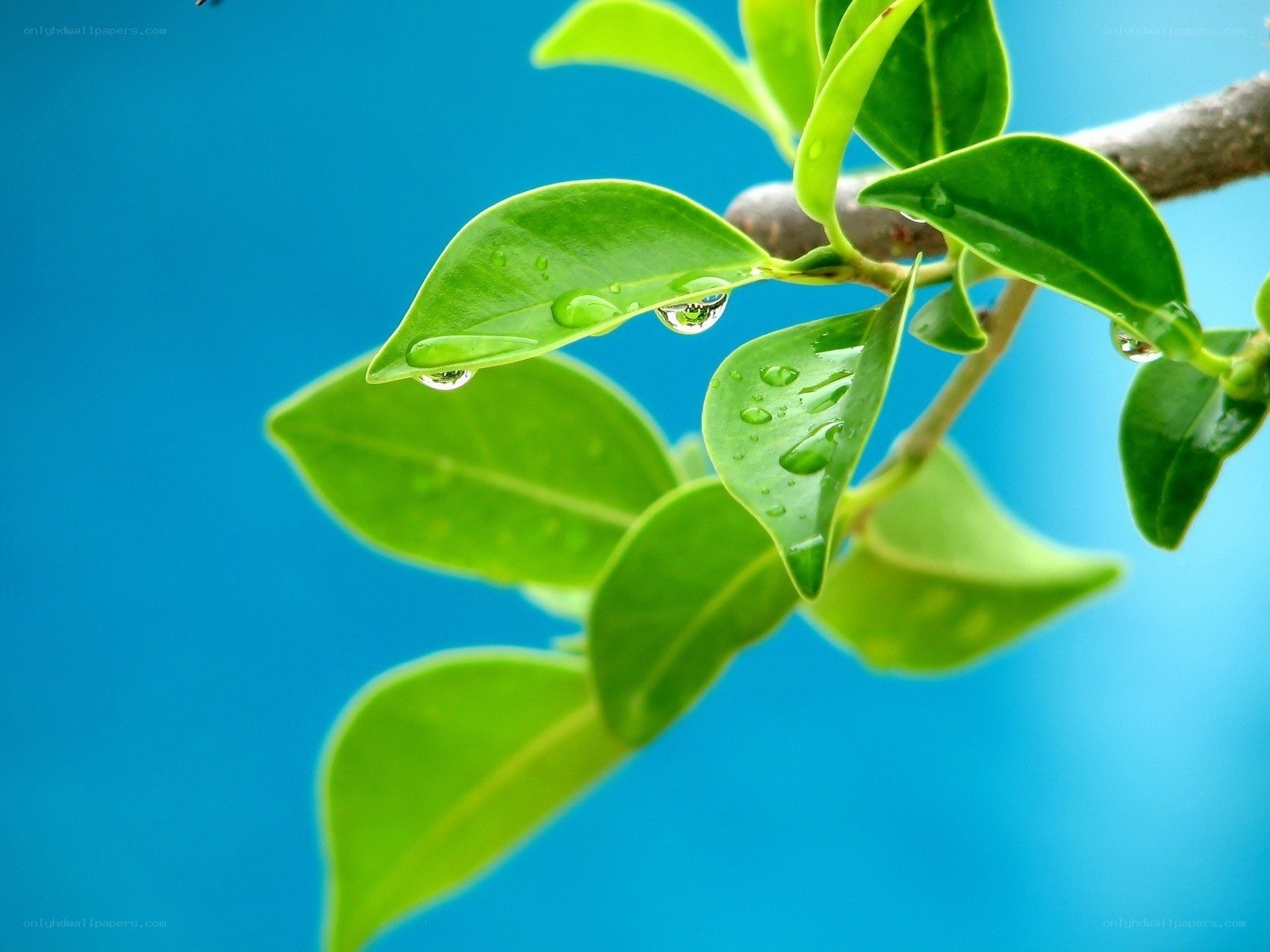 Green leaves with water droplets