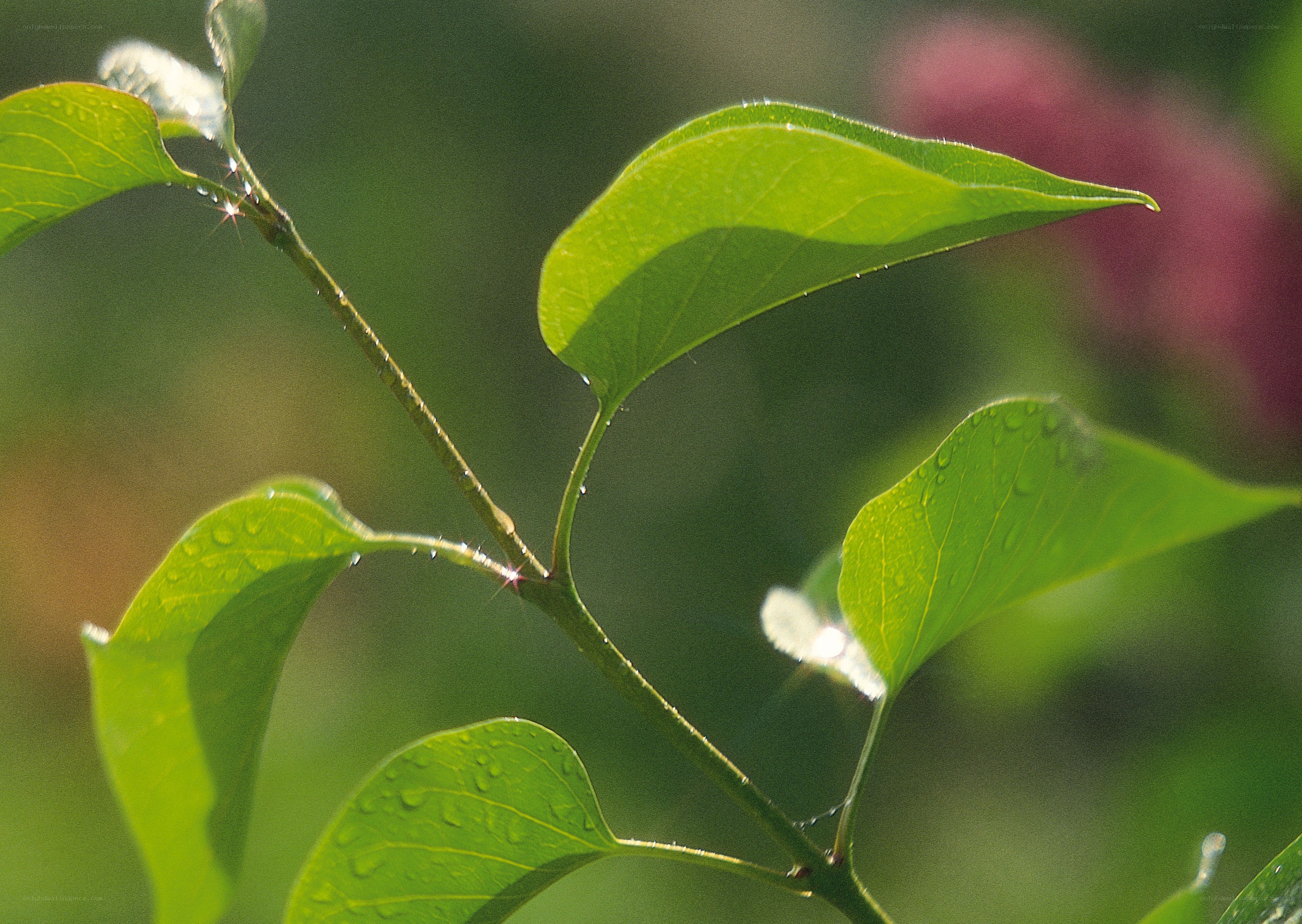 green leaves with water droplets