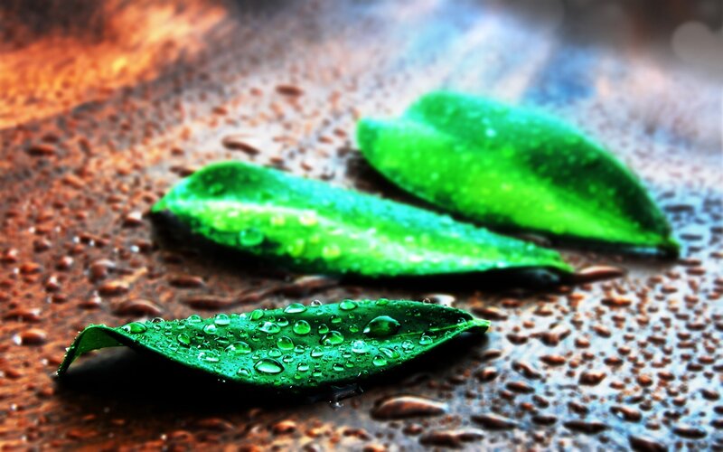 green leaves with water droplets