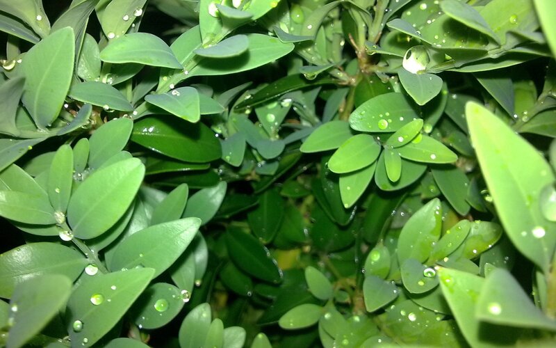 green leaves with water droplets