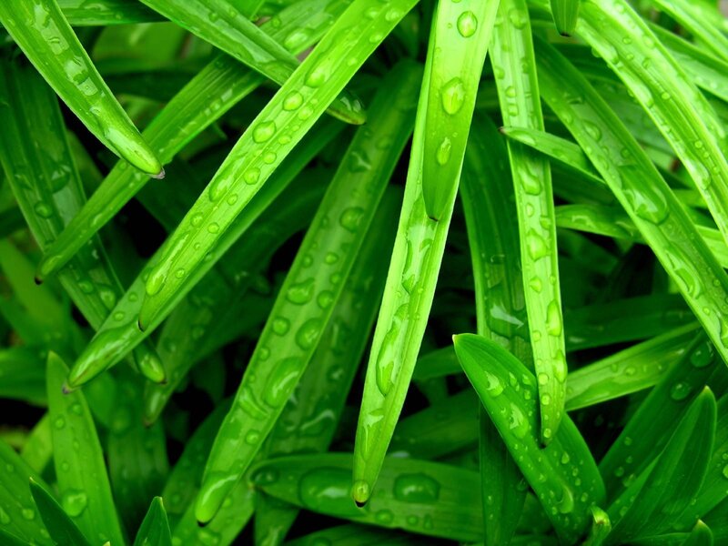 Green leaves with water droplets