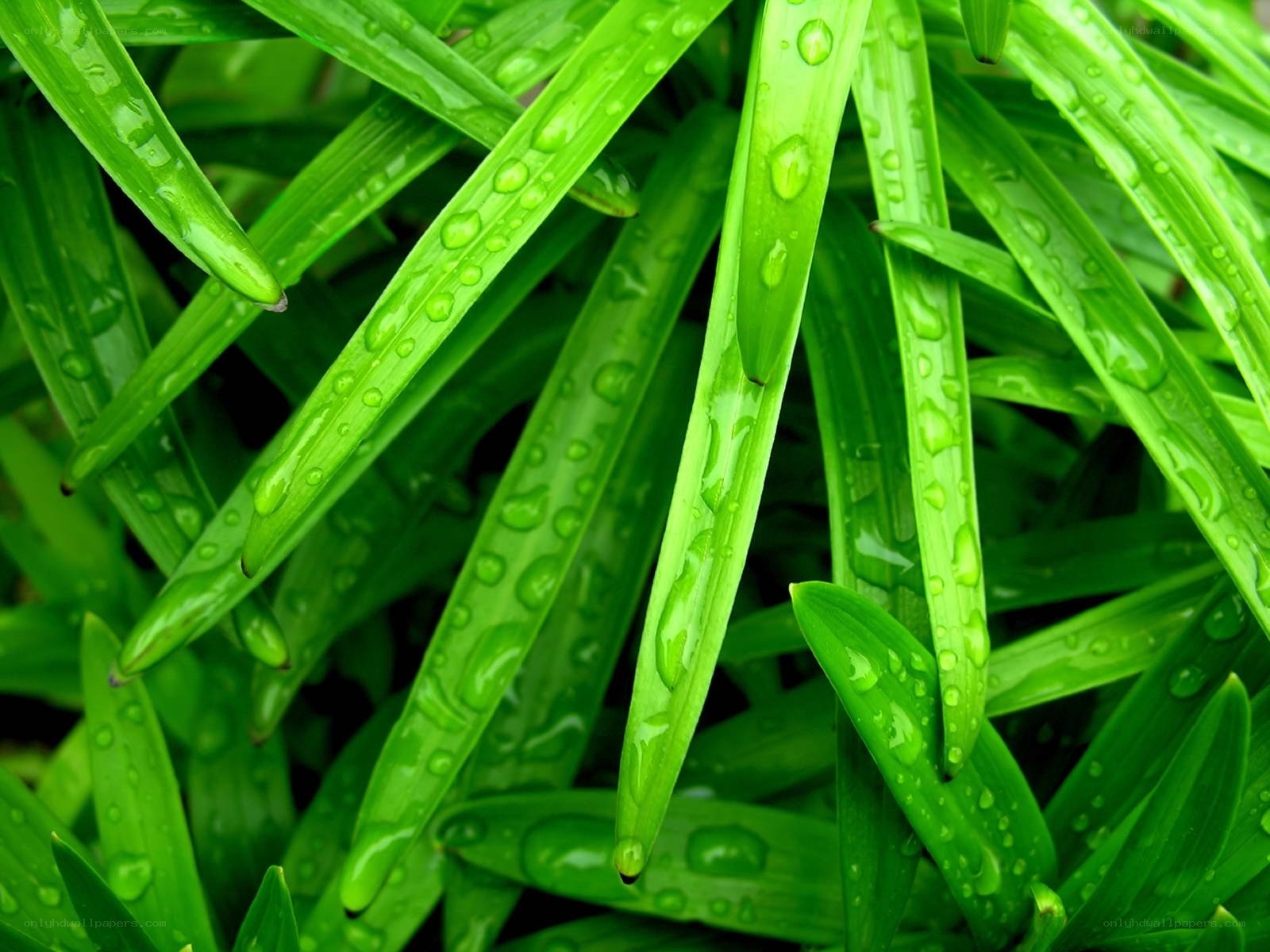 Green leaves with water droplets