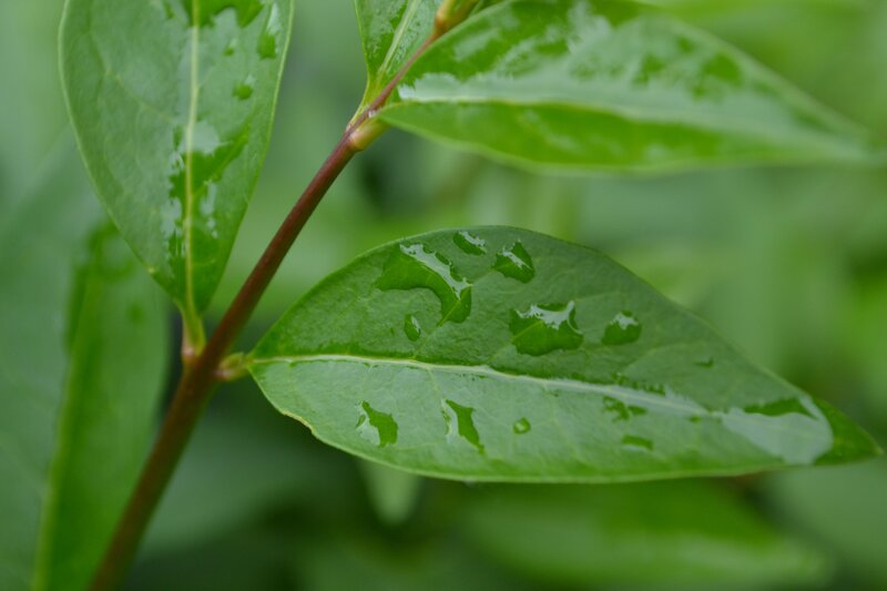 green leaves with water droplets