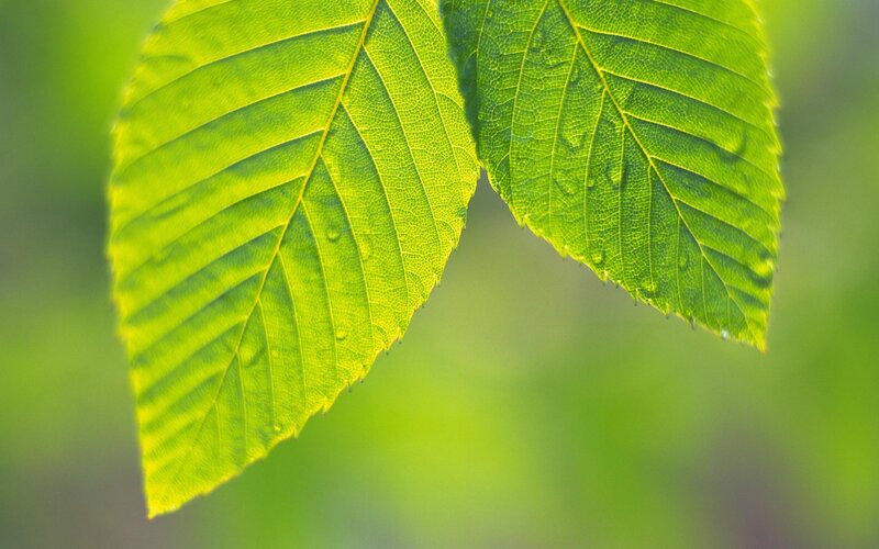 Green leaves with water droplets