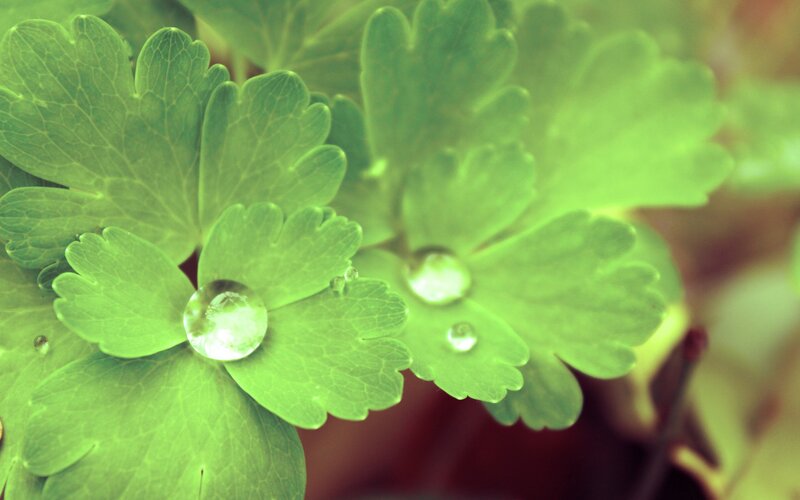 green leaves with water droplets