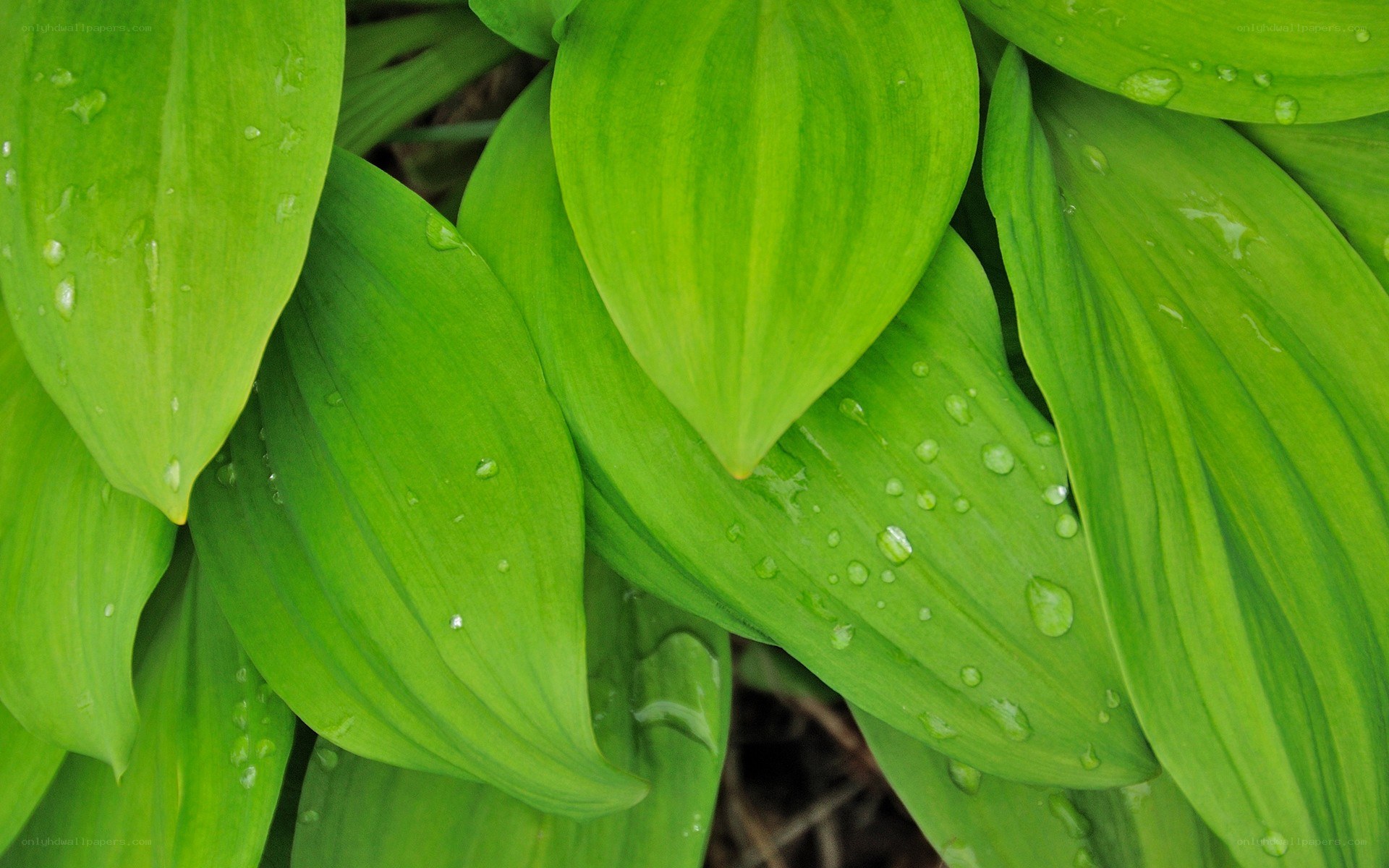 green leaves with water droplets