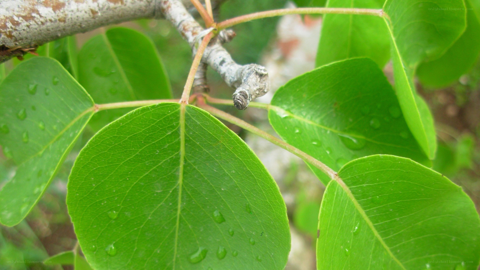 green leaves with water droplets