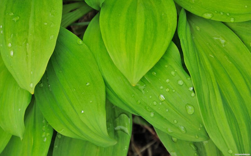 green leaves with water droplets