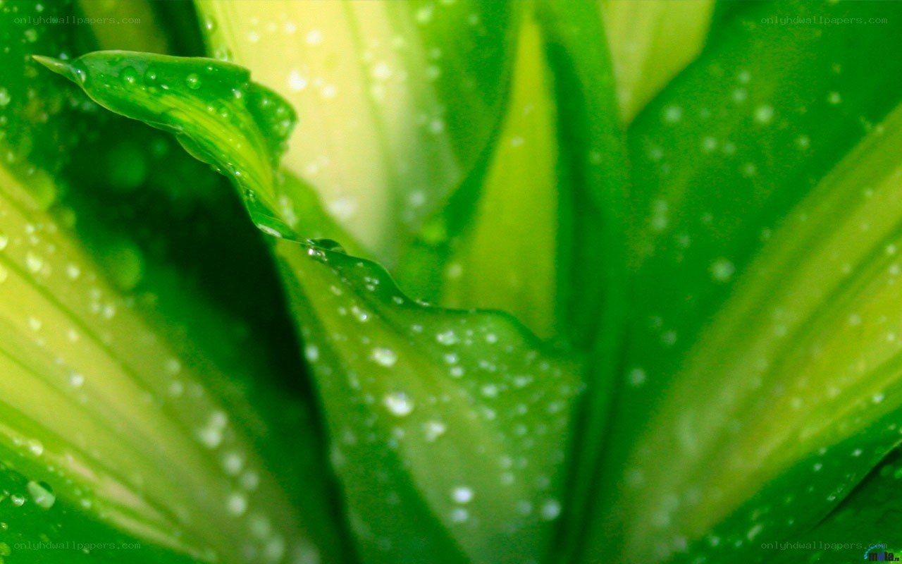 green leaves with water droplets