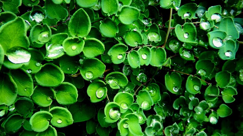 green leaves with water droplets