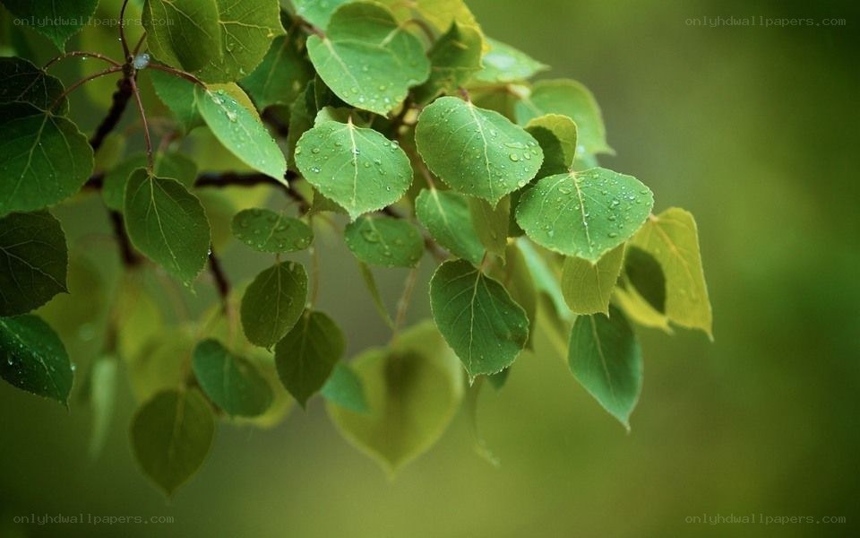 Green leaves with water droplets