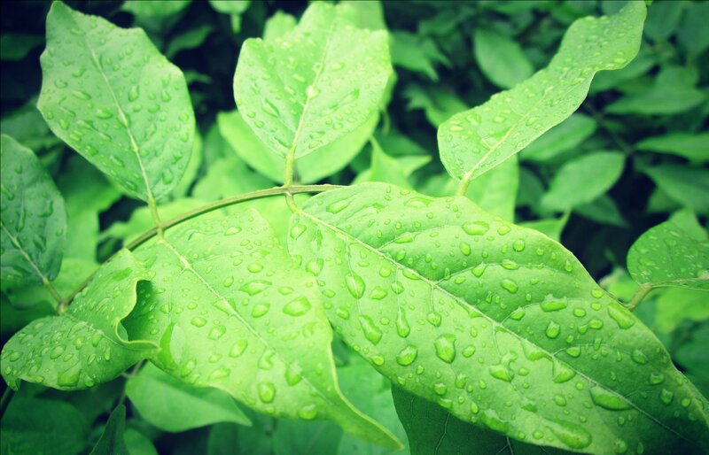 green leaves with water droplets