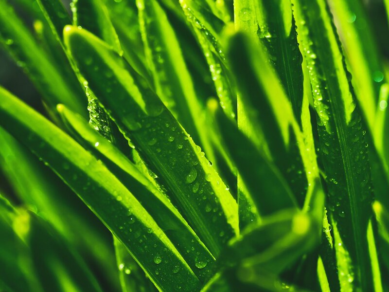 Green leaves with water droplets