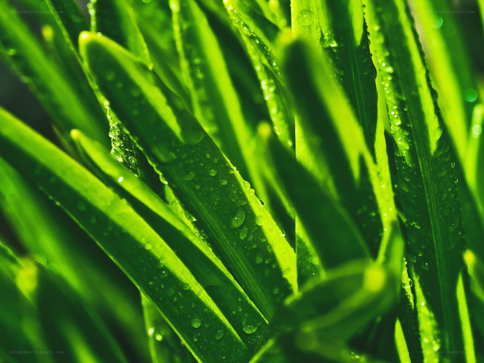 Green leaves with water droplets