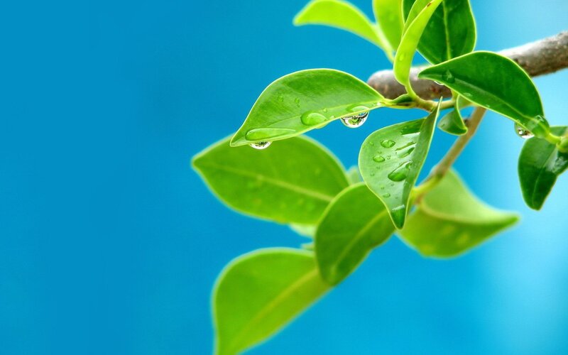green leaves with water droplets