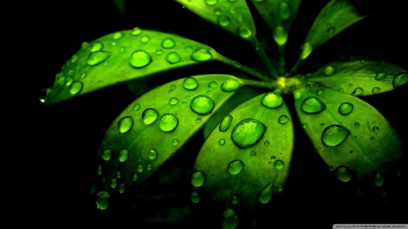 green leaves with water droplets