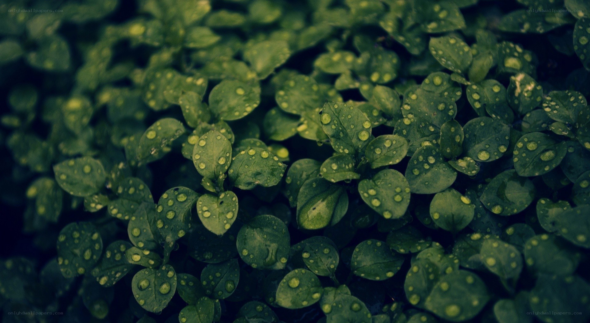 green leaves with water droplets