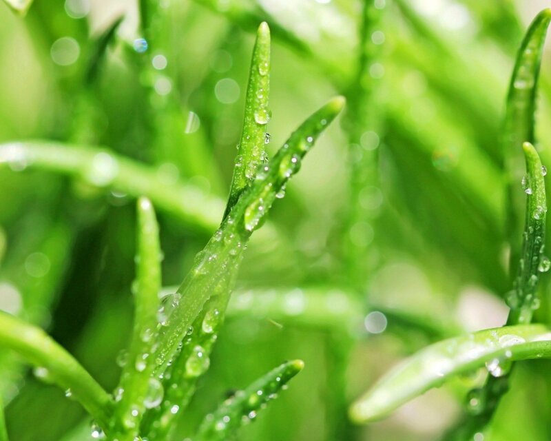 Green leaves with water droplets