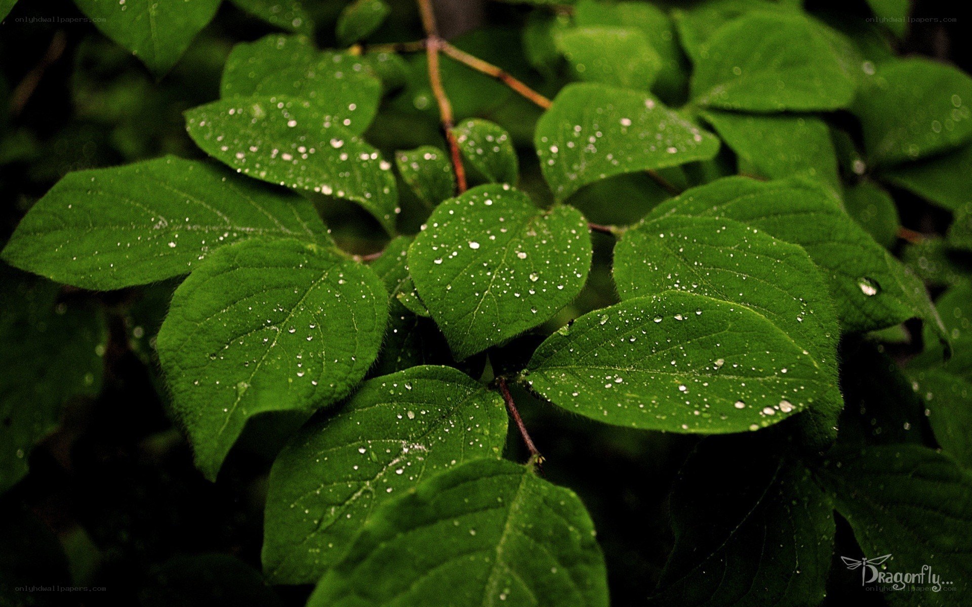 Green leaves with water droplets