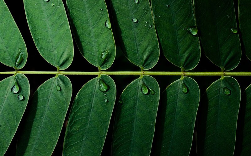 Green leaves with water droplets