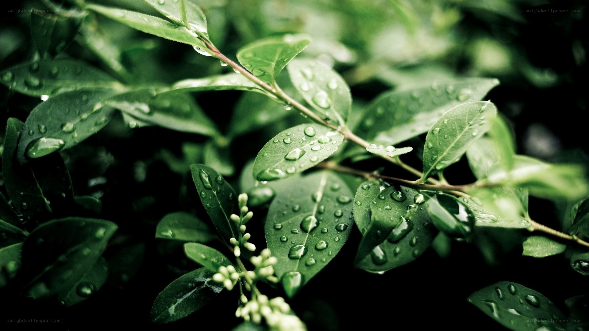 green leaves with water droplets