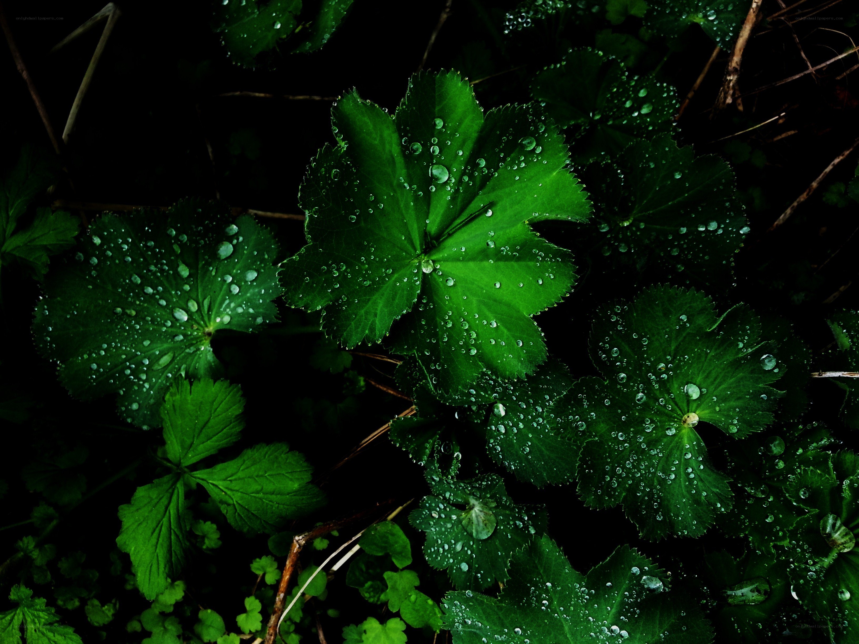 Green leaves with water droplets