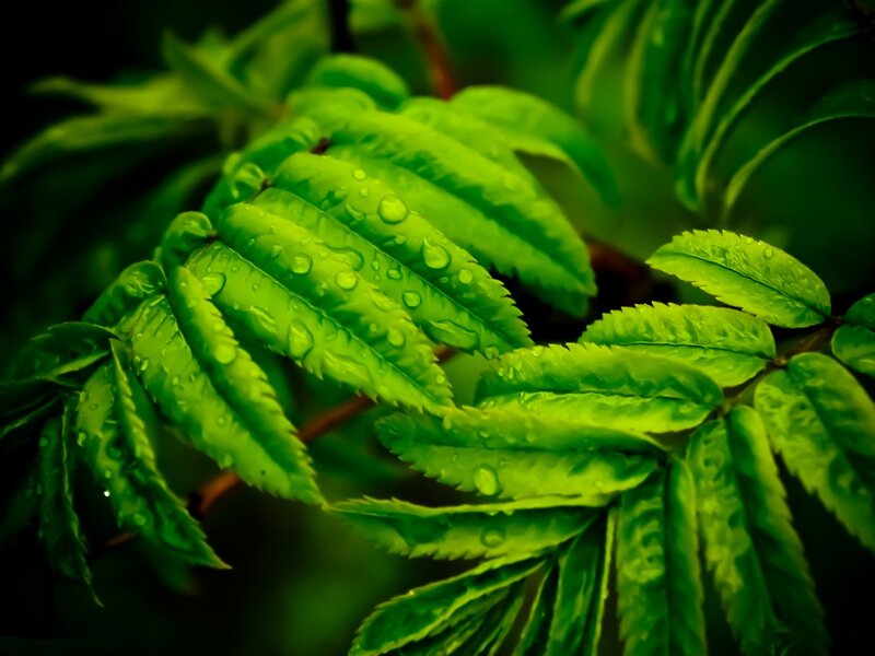 Green leaves with water droplets