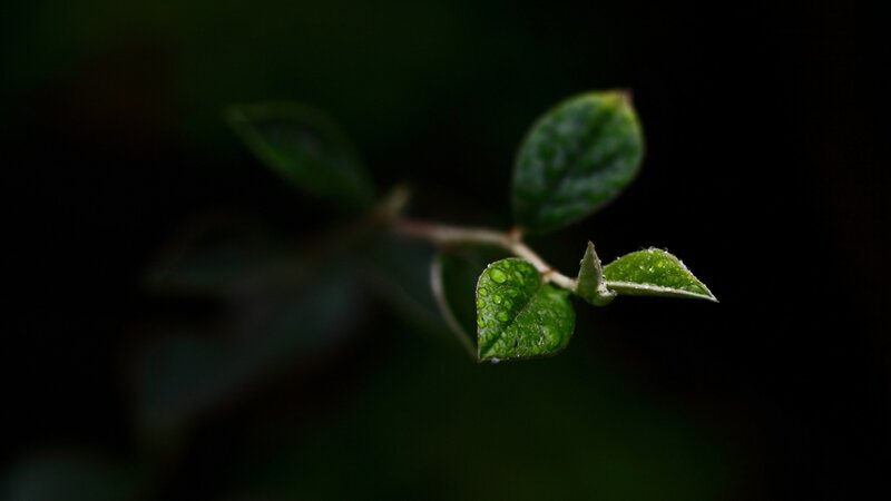 green leaves with water droplets