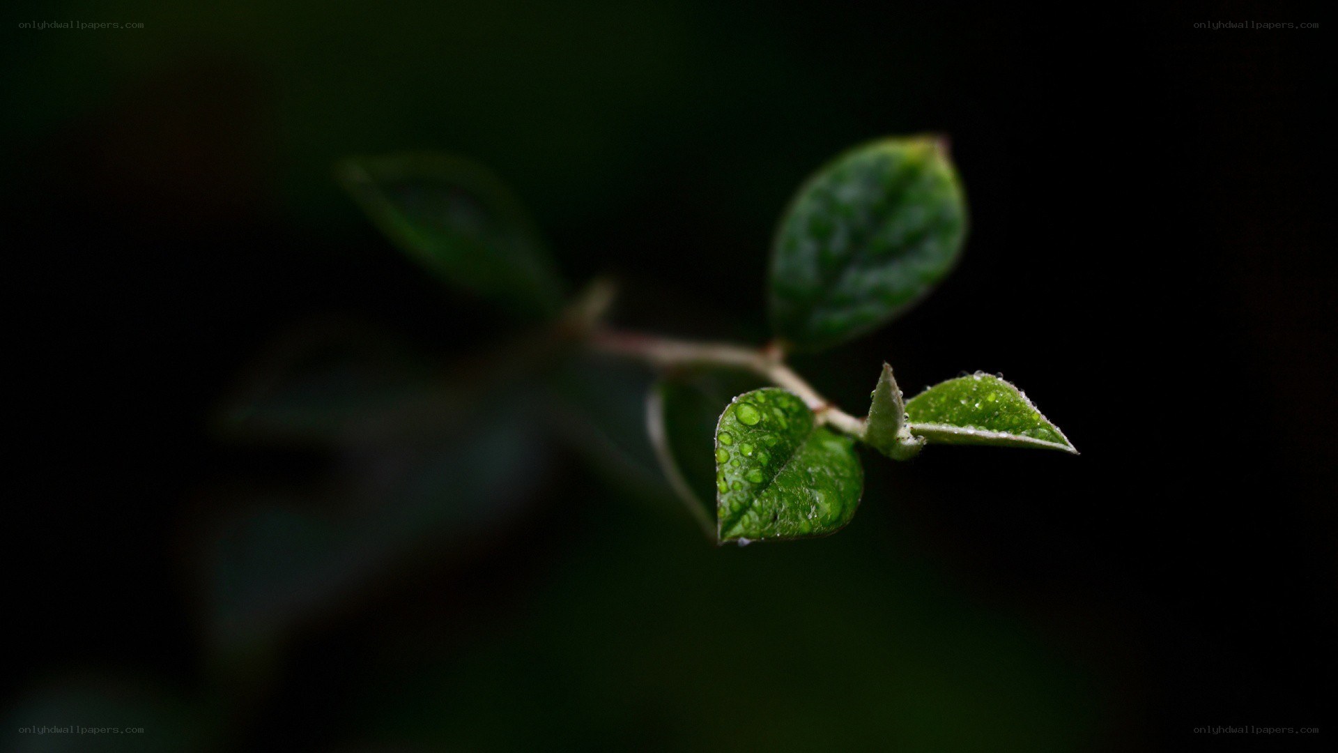 green leaves with water droplets