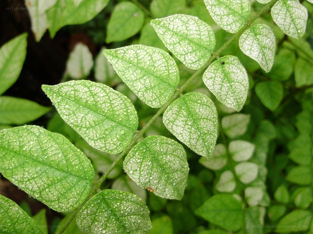Green leaves with water droplets