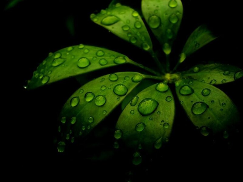 green leaves with water droplets