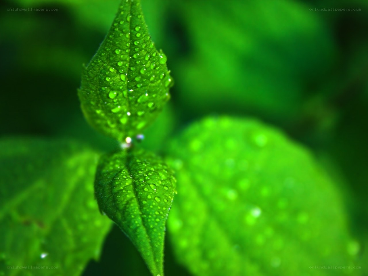 Green leaves with water droplets