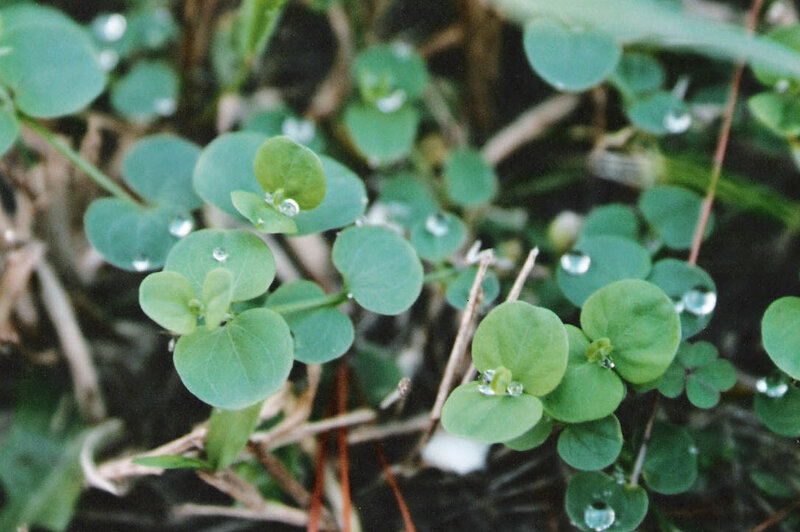green leaves with water droplets