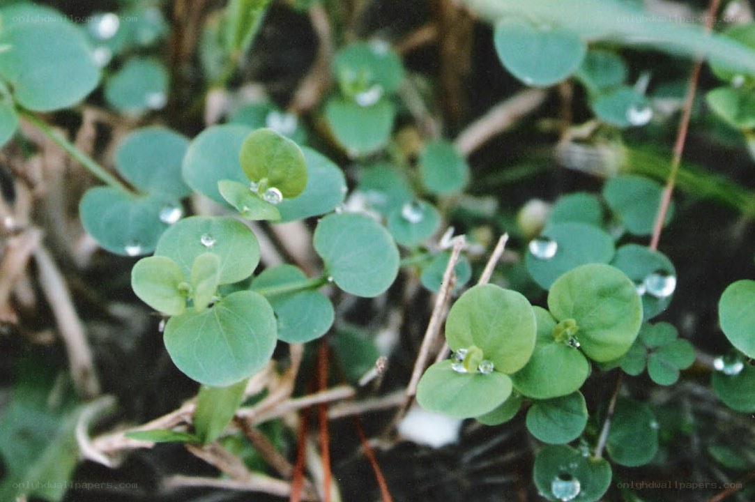 green leaves with water droplets