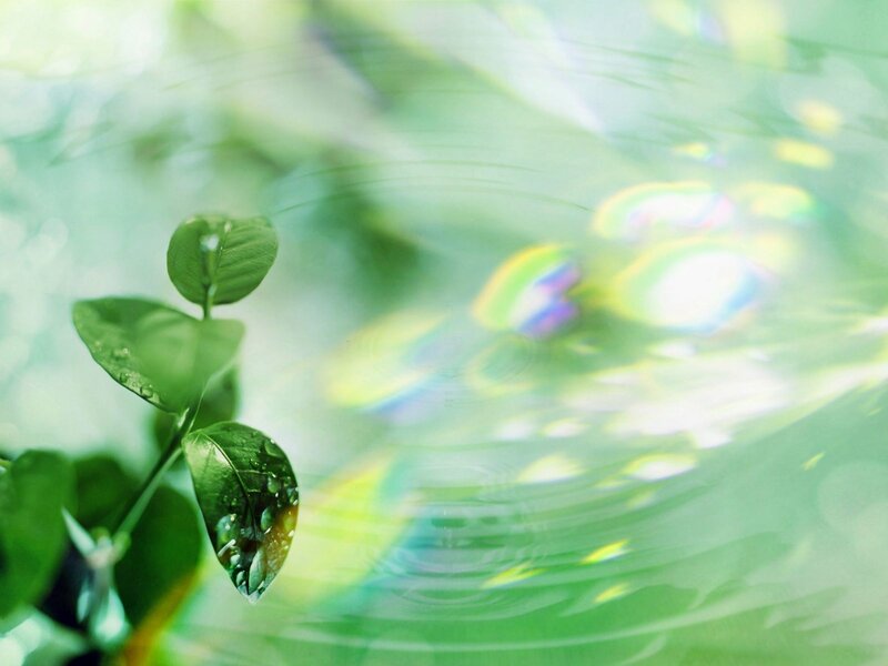 Green leaves with water droplets