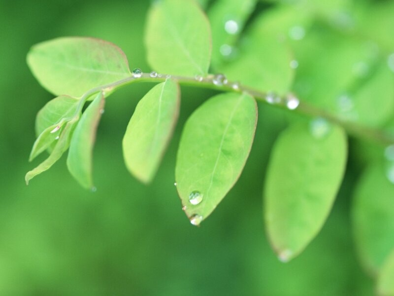 green leaves with water droplets