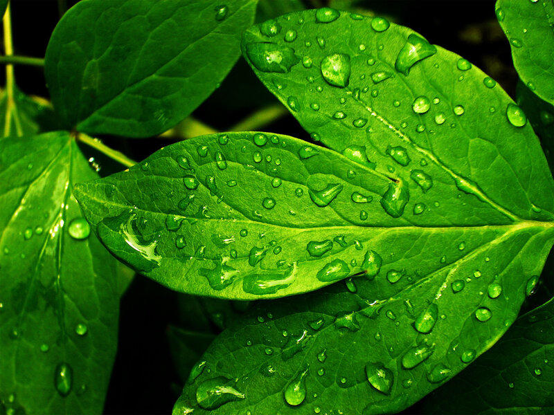 Green leaves with water droplets