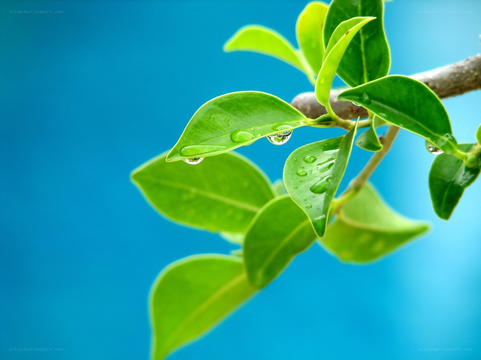 Green leaves with water droplets