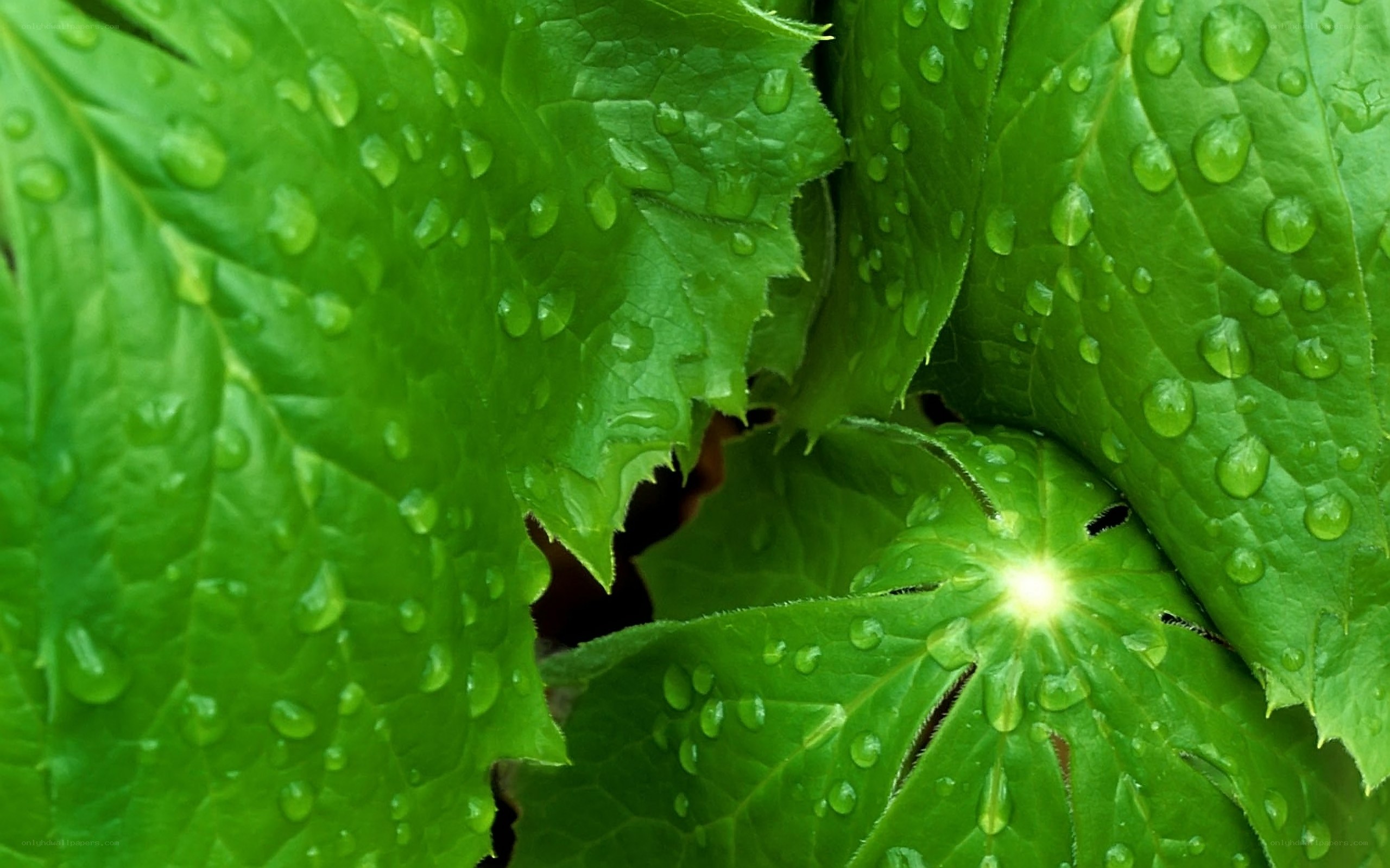 Green leaves with water droplets