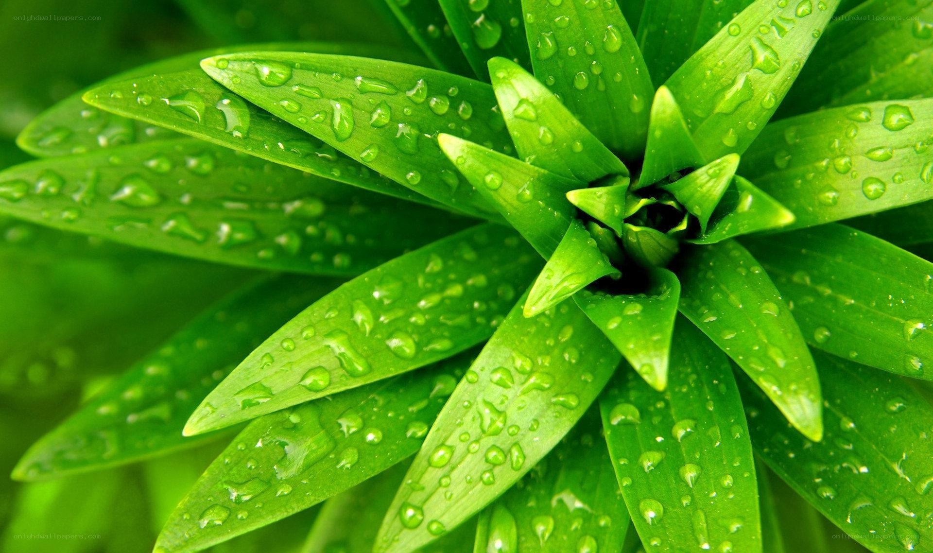 green leaves with water droplets