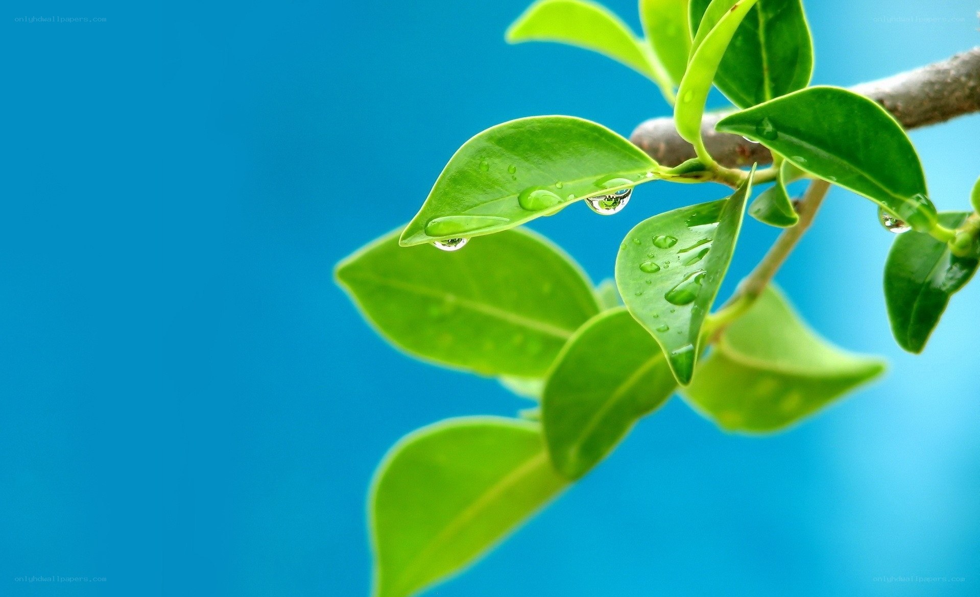 green leaves with water droplets