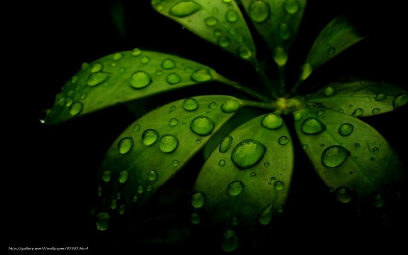 green leaves with water droplets