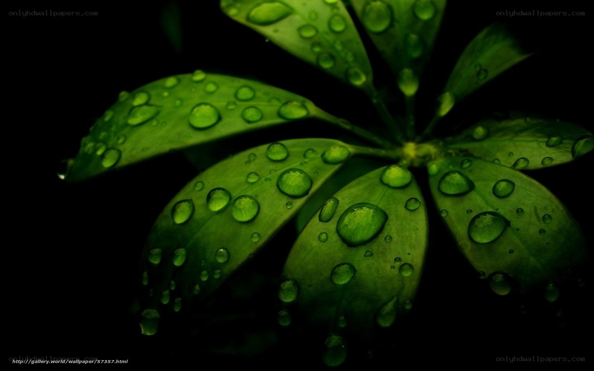 green leaves with water droplets