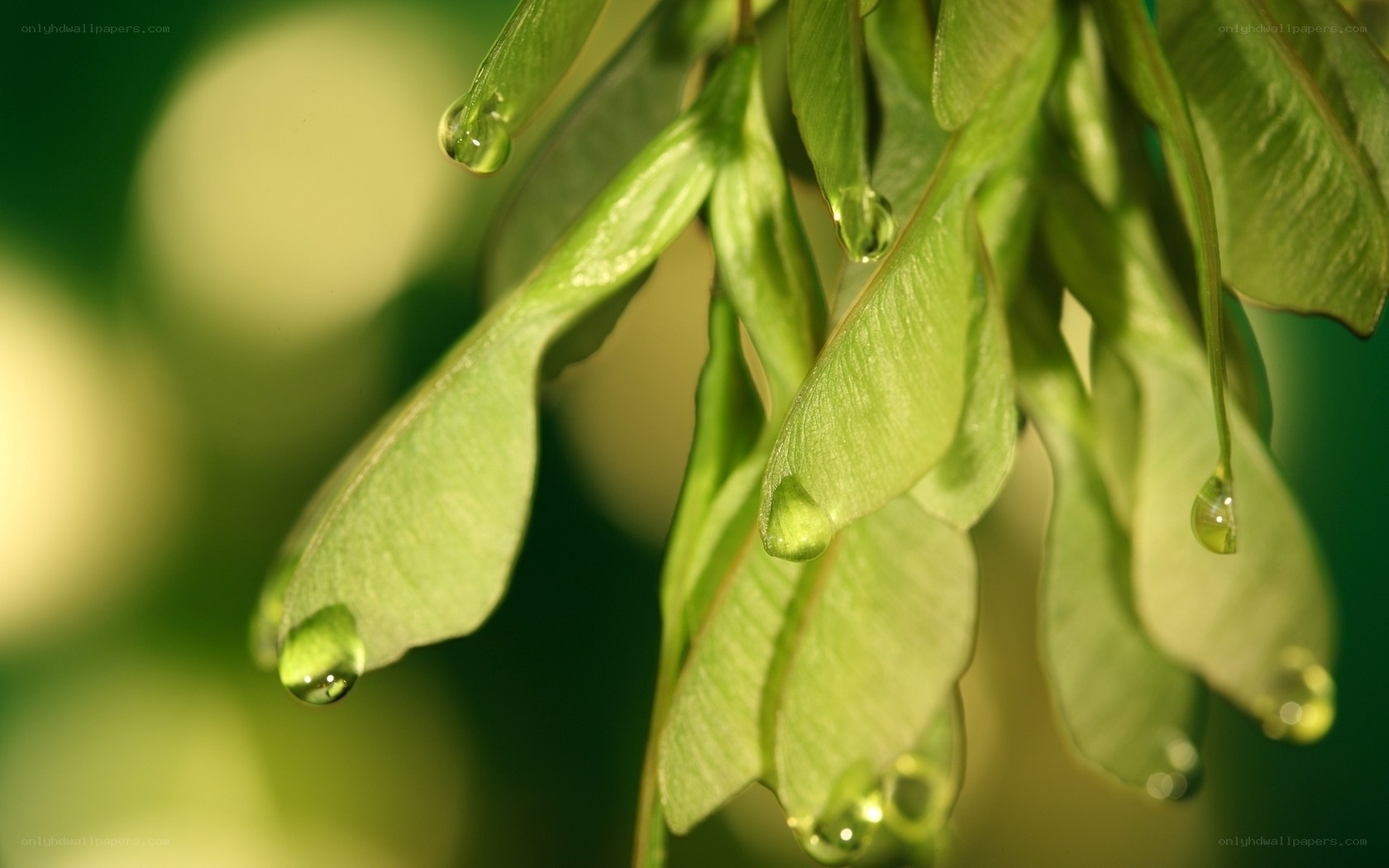 Green leaves with water droplets